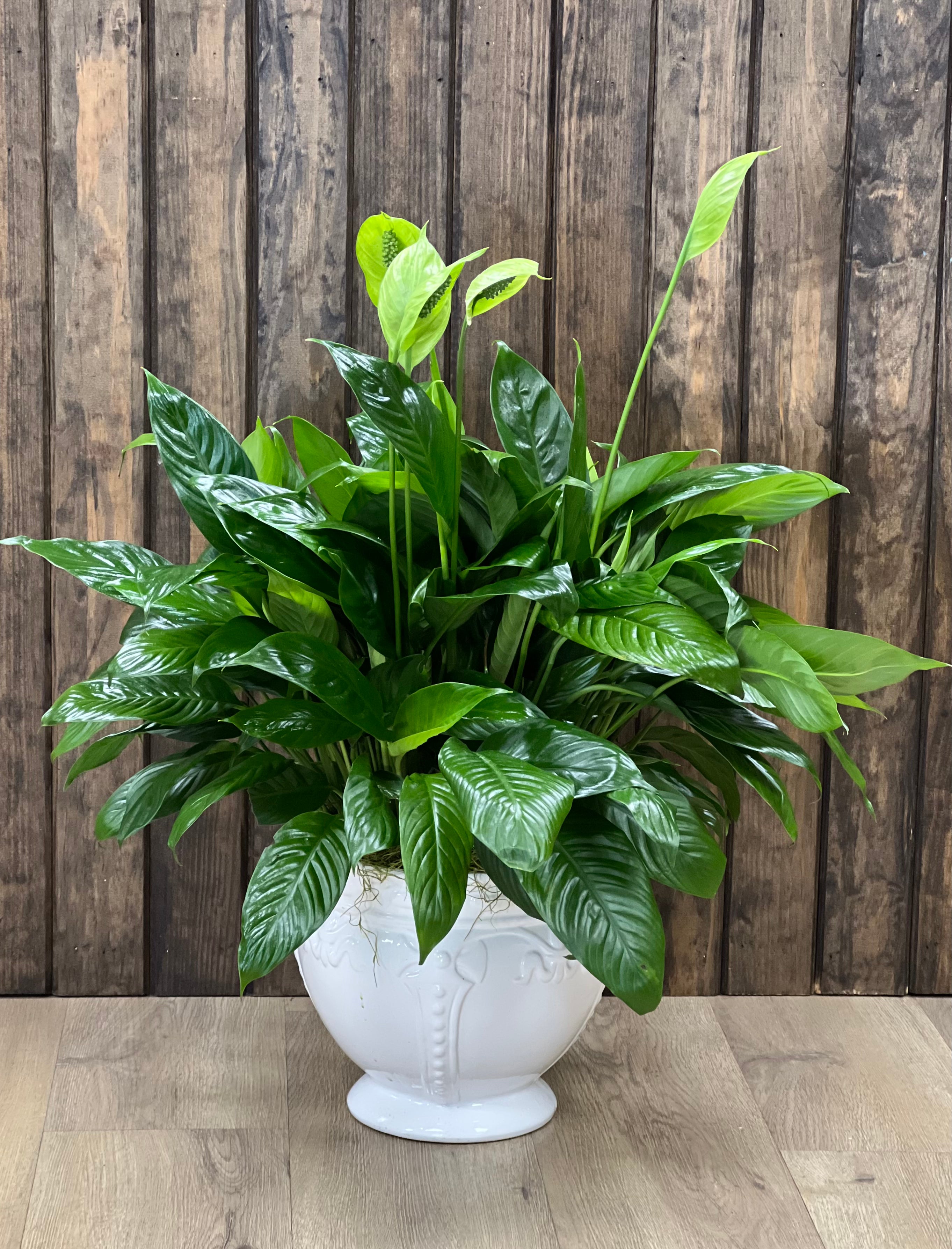 8” Peace Lily w/ceramic planter