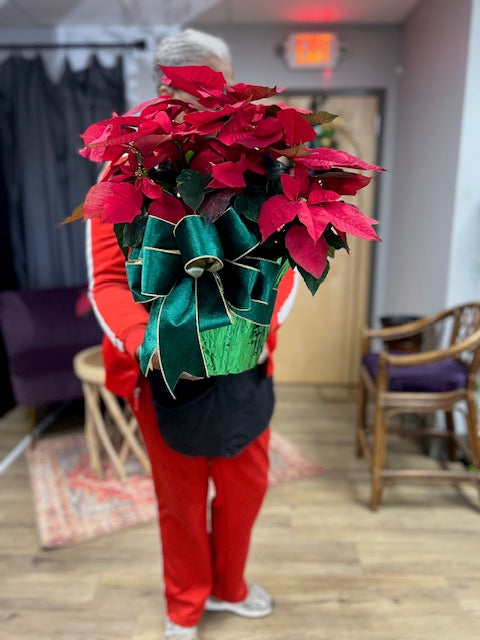 8&quot; Poinsettia w/ Green Bow